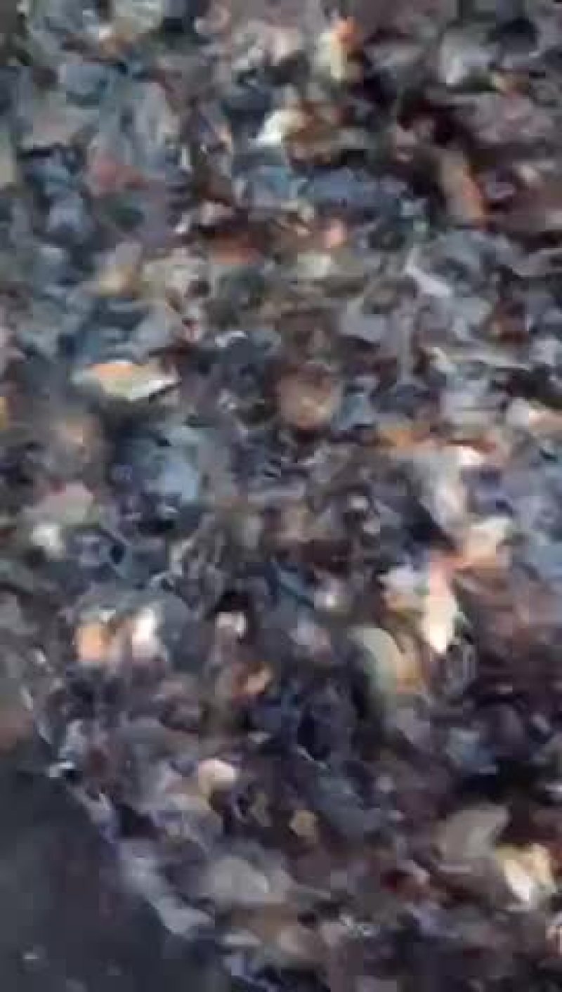 白鲳鱼苗各种大小生长能力强