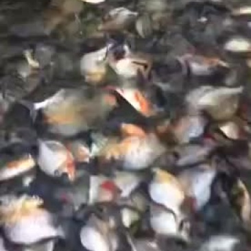 白鲳鱼苗各种大小生长能力强