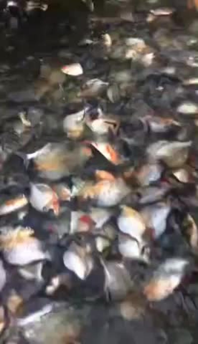 白鲳鱼苗各种大小生长能力强