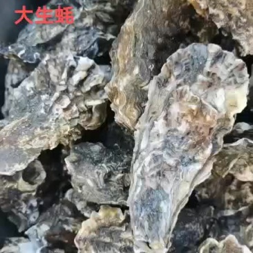 生蚝