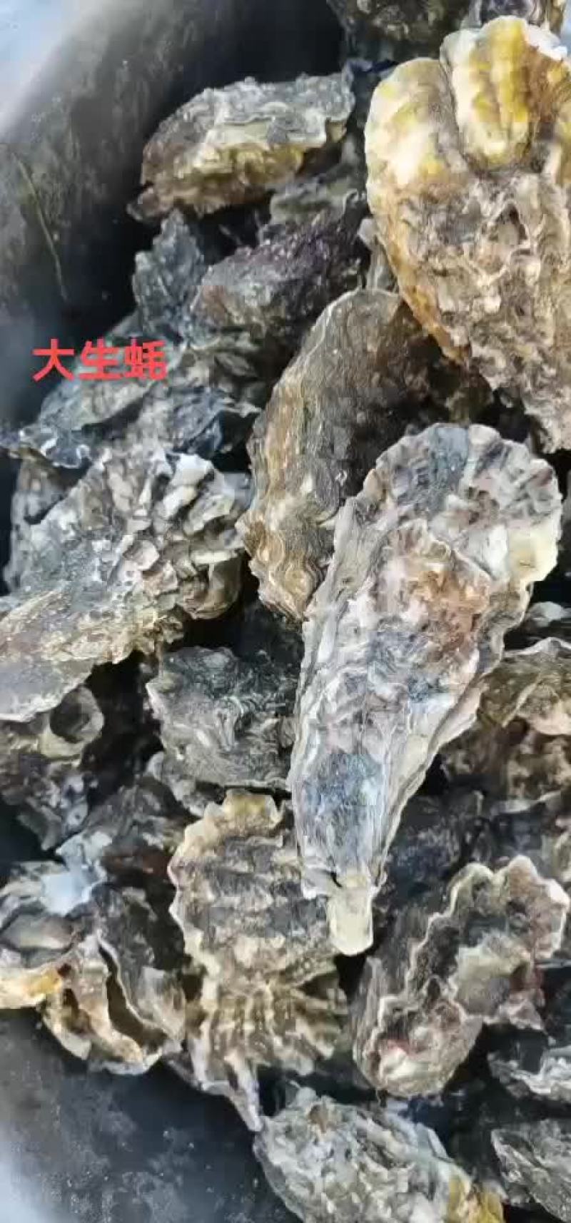 生蚝