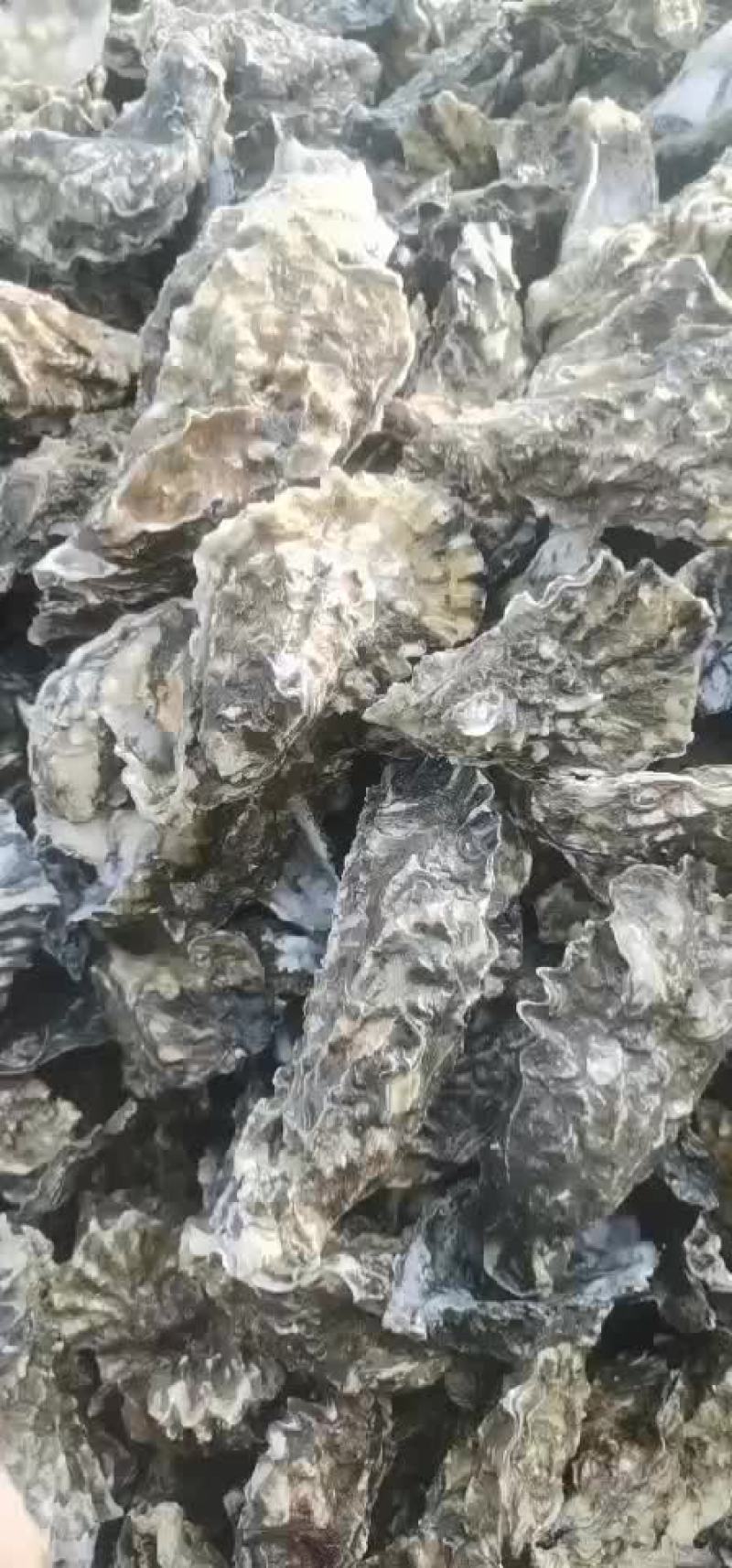 生蚝