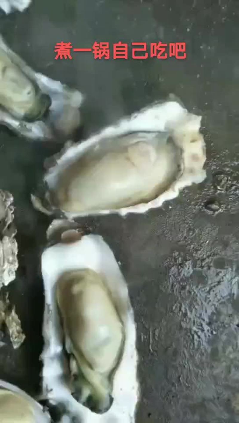 生蚝