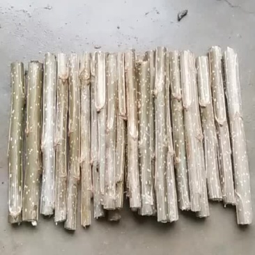 107杨树种苗