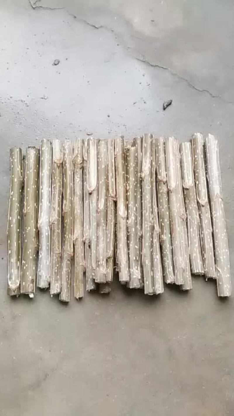107杨树种苗