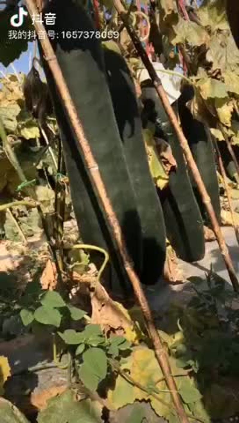 海南陵水白冬瓜黑冬瓜大量上市价格便宜欢迎选购