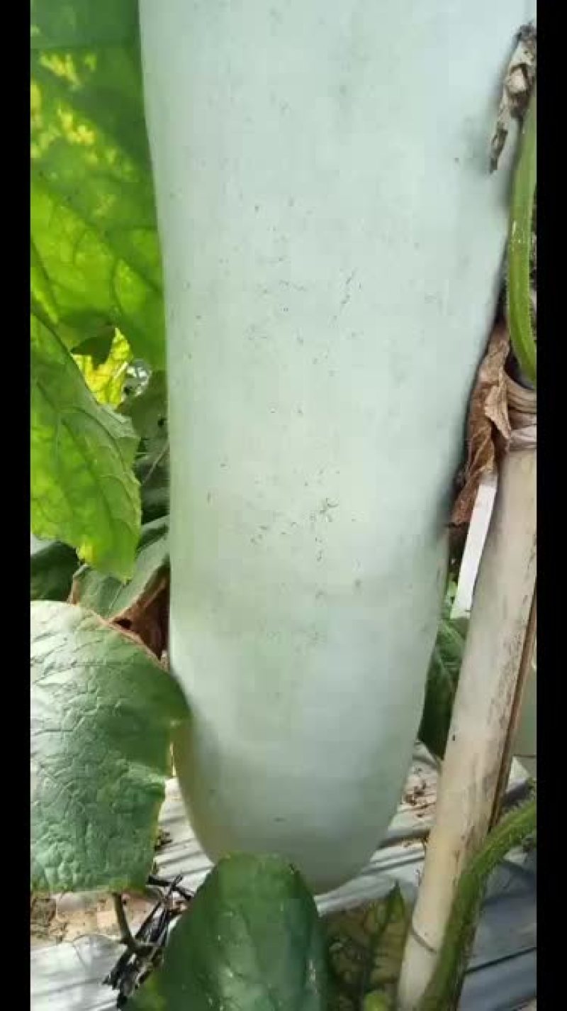 海南陵水白冬瓜黑冬瓜大量上市价格便宜欢迎选购