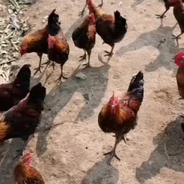 散养土鸡