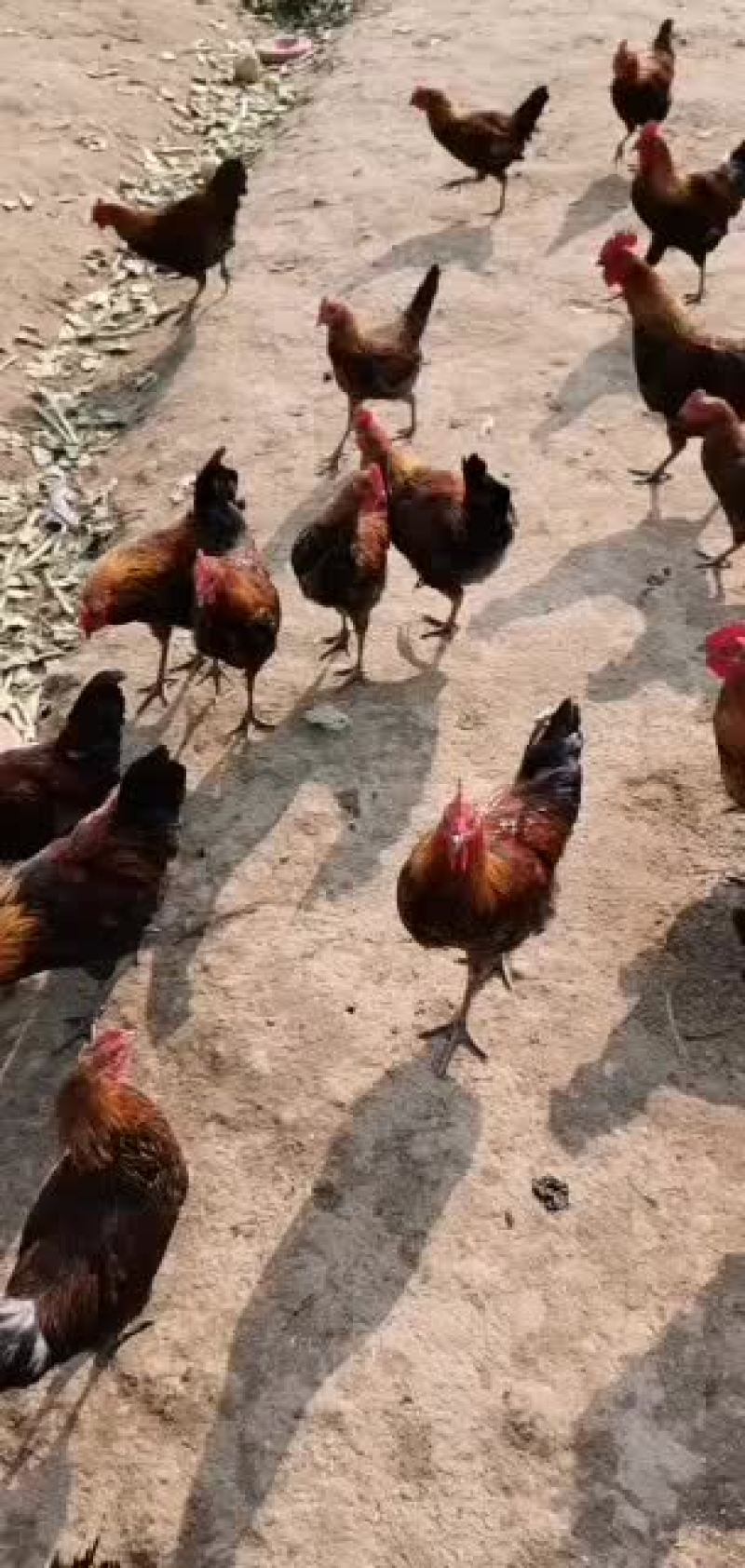 散养土鸡