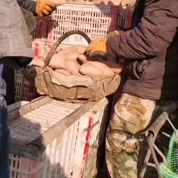 批发各种红薯