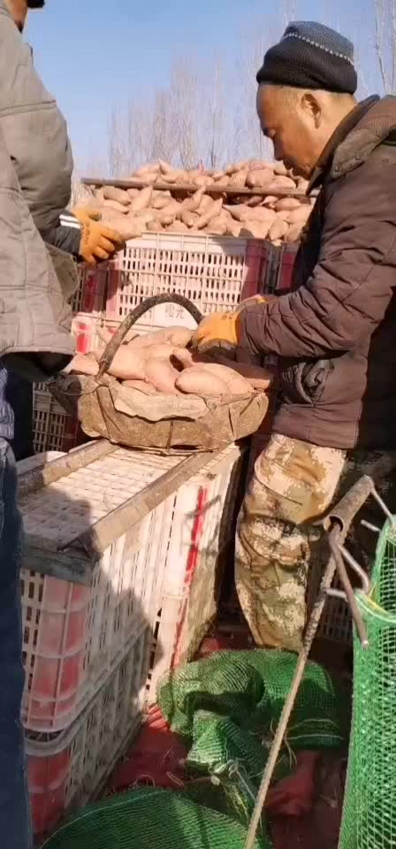 批发各种红薯