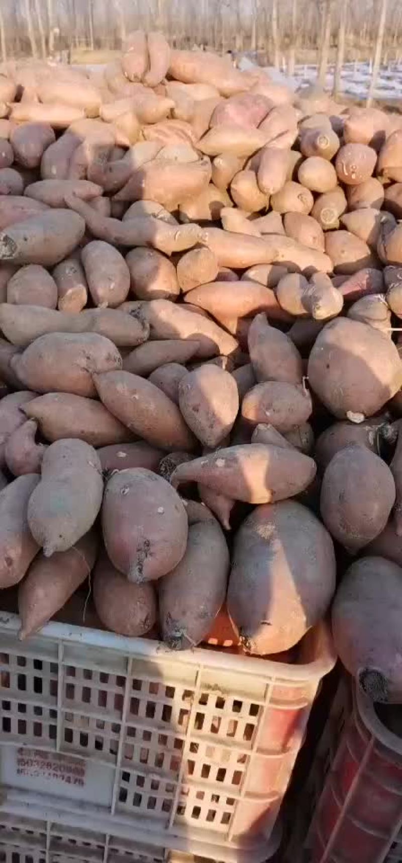 批发各种红薯