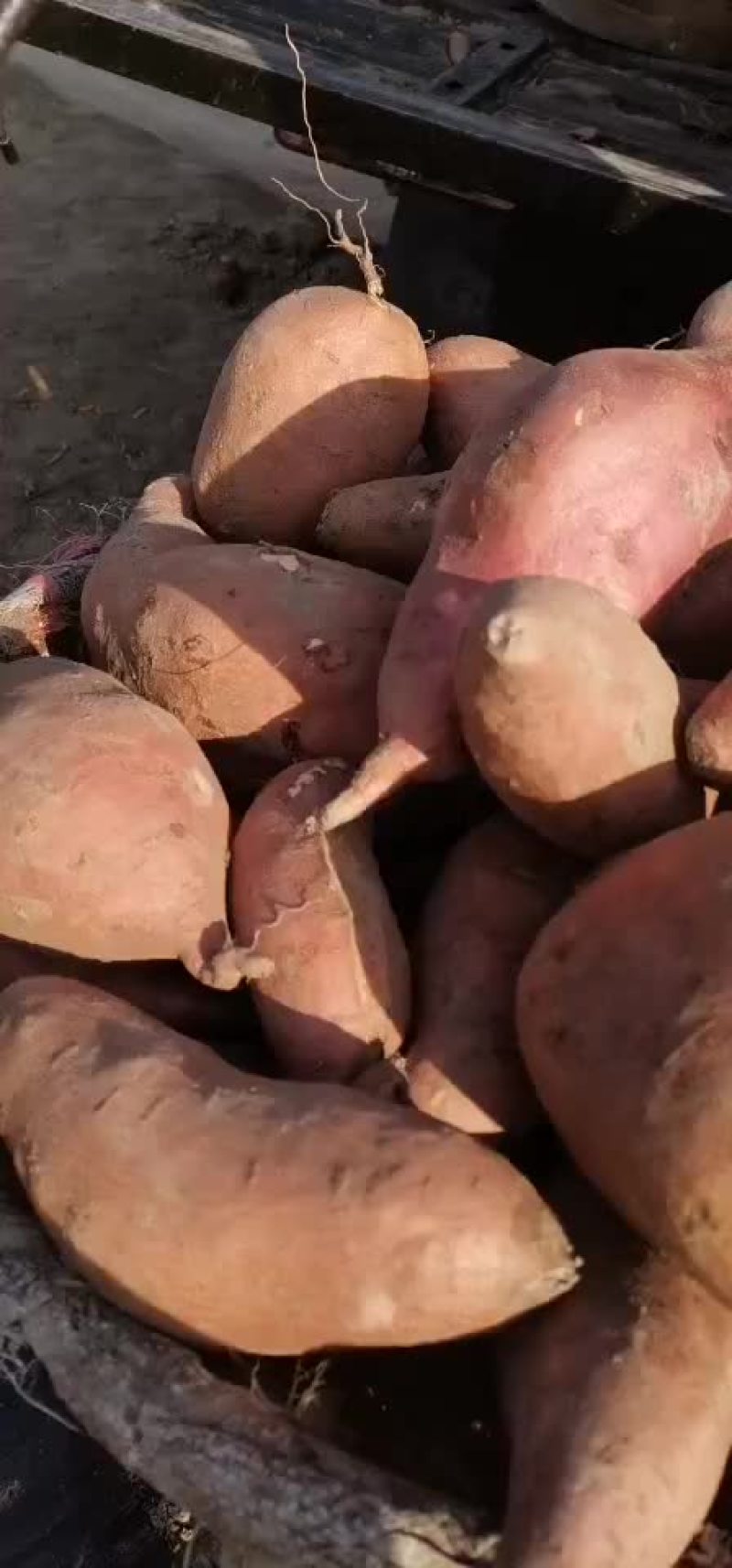 批发各种红薯