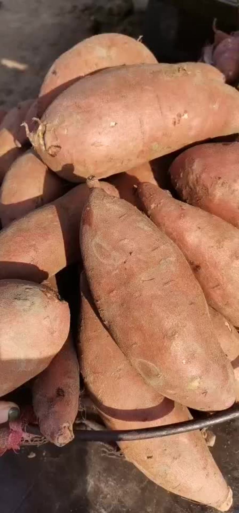 批发各种红薯