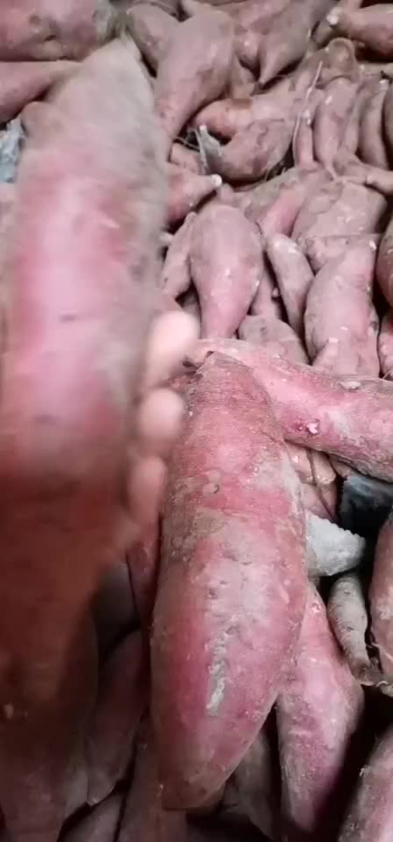 批发各种红薯