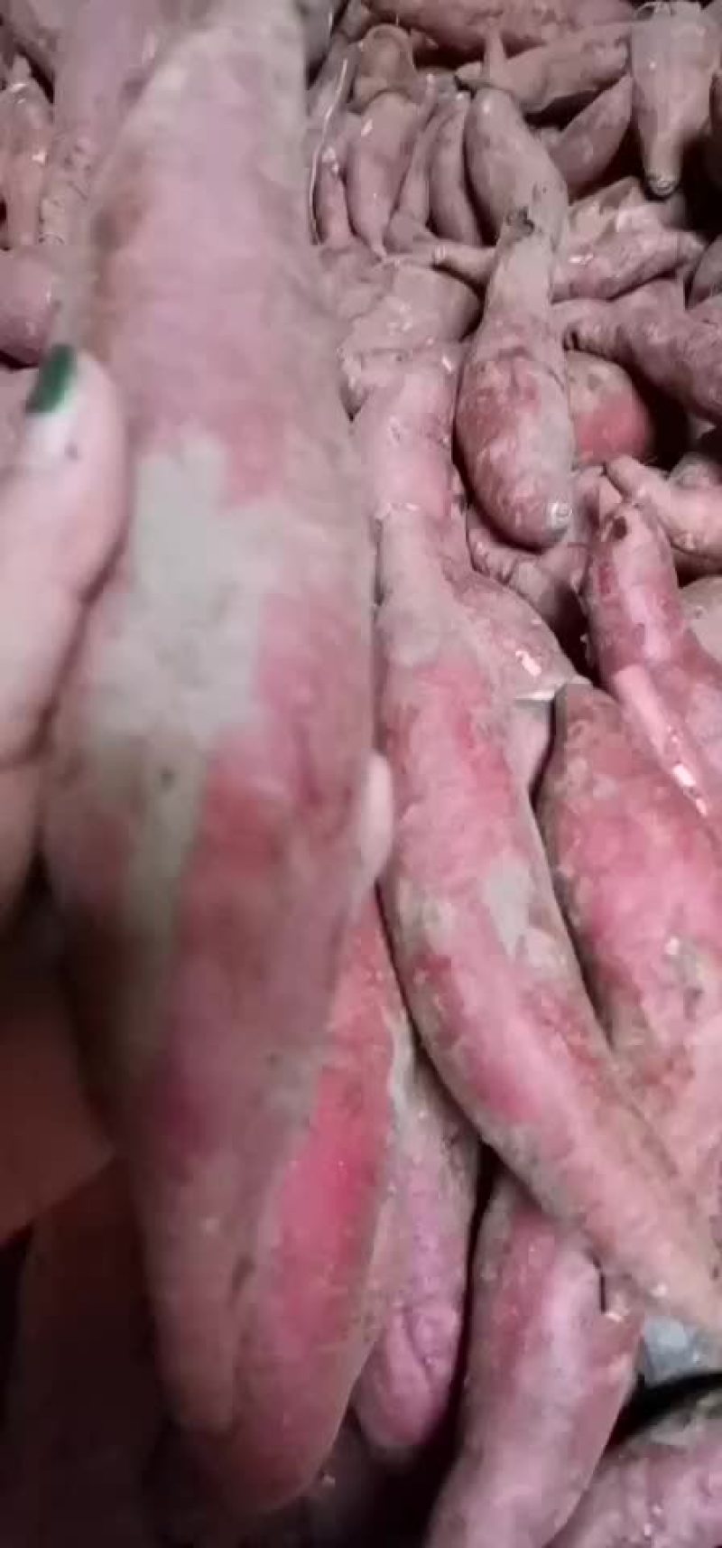 批发各种红薯