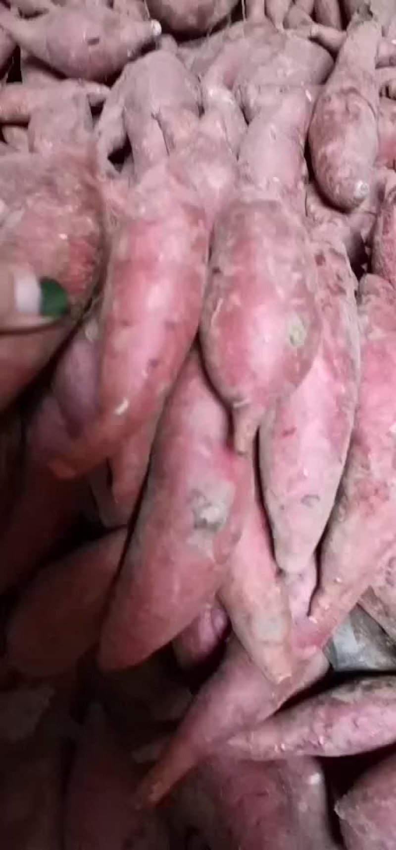 批发各种红薯