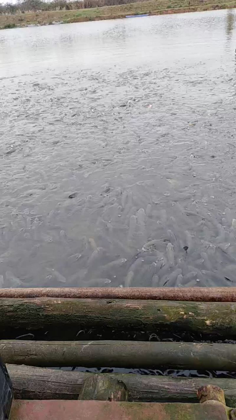 青鱼苗