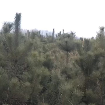 60000棵