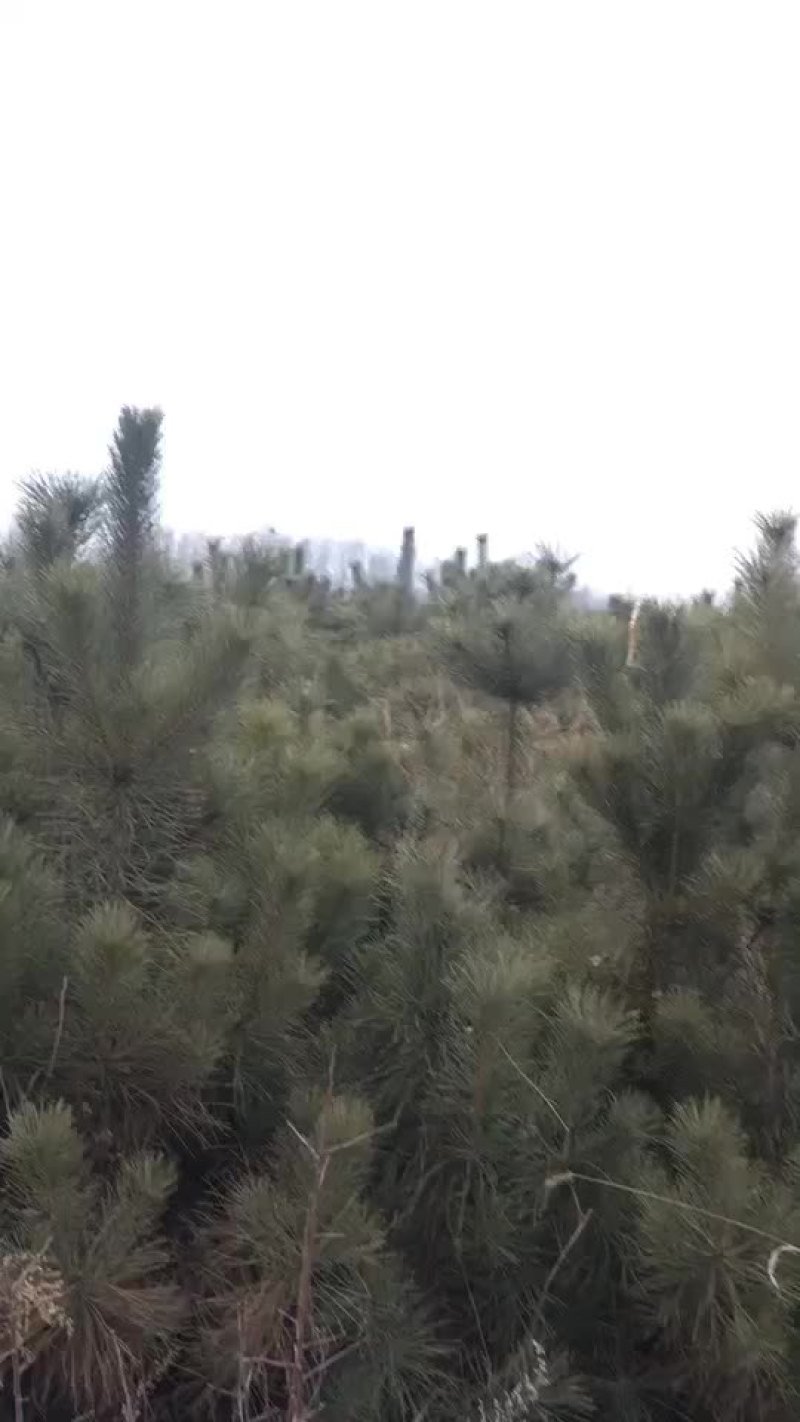 60000棵