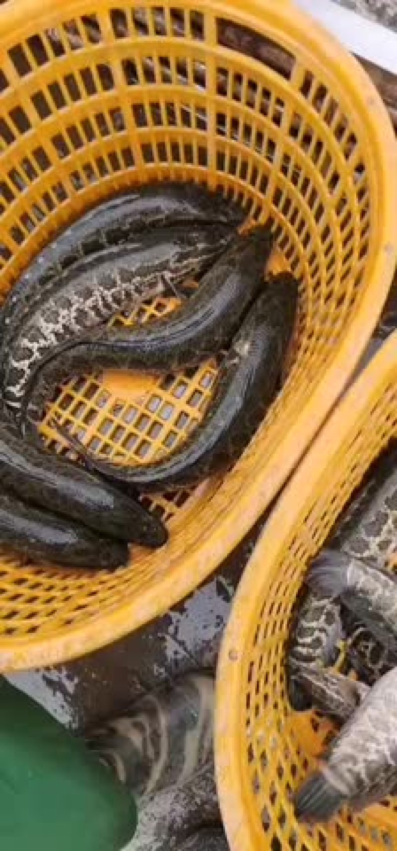 黑鱼