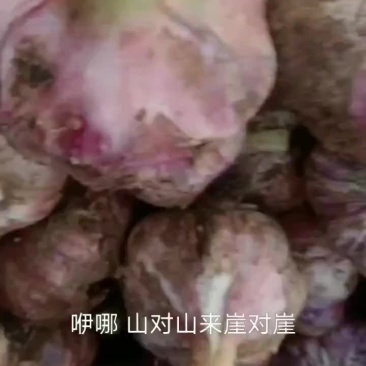 这是今天刚收的鲜蒜蒜质还可以……