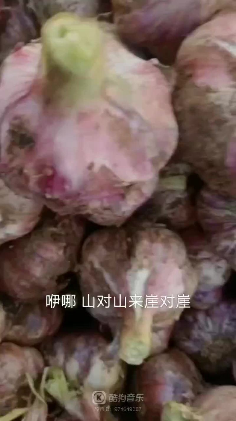 这是今天刚收的鲜蒜蒜质还可以……