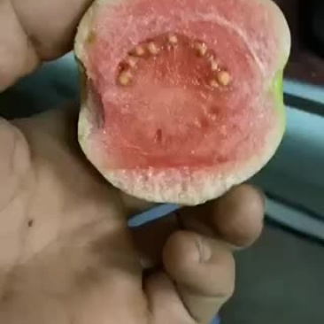 红心芭