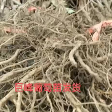 巨峰葡萄苗