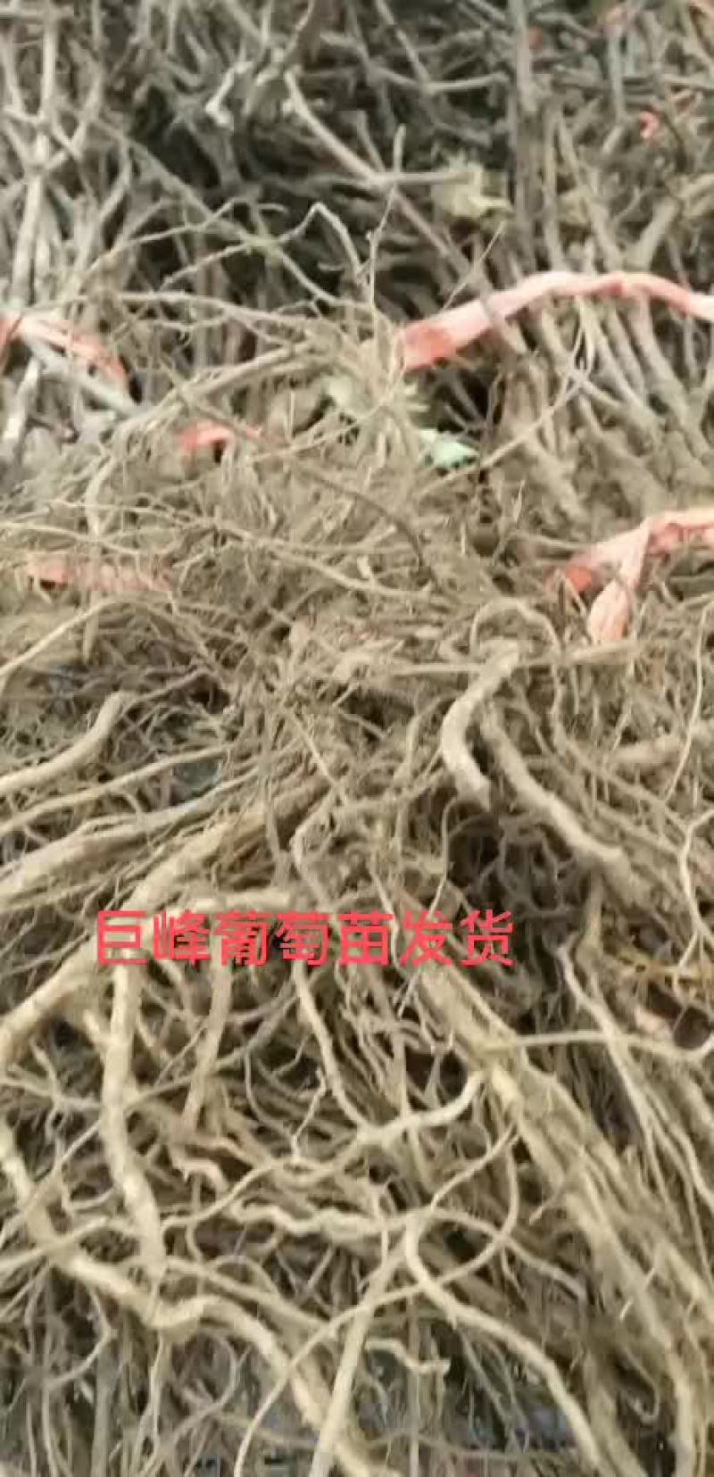 巨峰葡萄苗