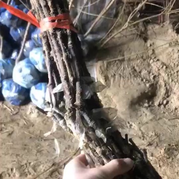 甜蜜蓝宝石葡萄苗