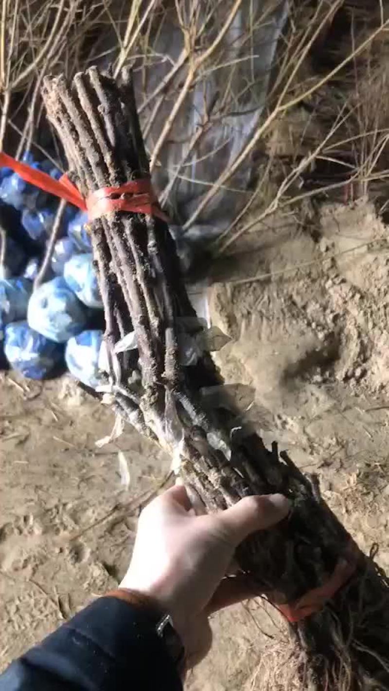甜蜜蓝宝石葡萄苗