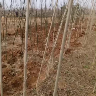 合欢树苗，国槐树苗