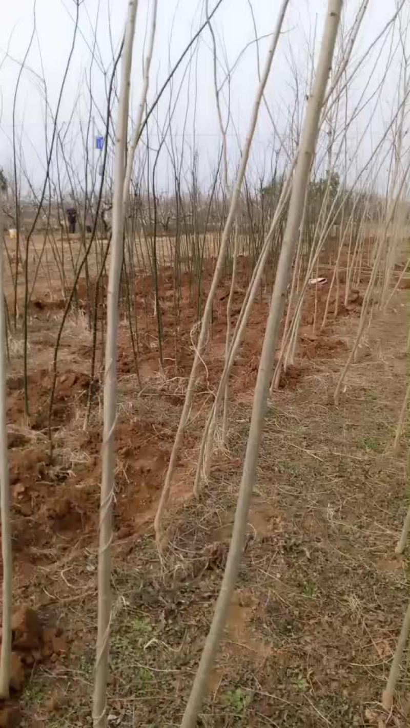 合欢树苗，国槐树苗