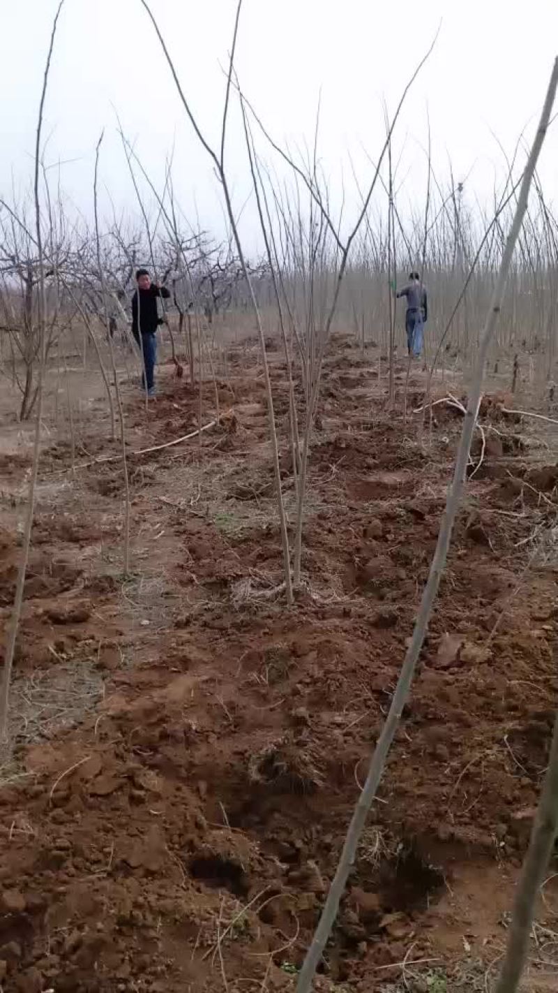 合欢树苗，国槐树苗