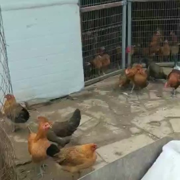 临产母鸡