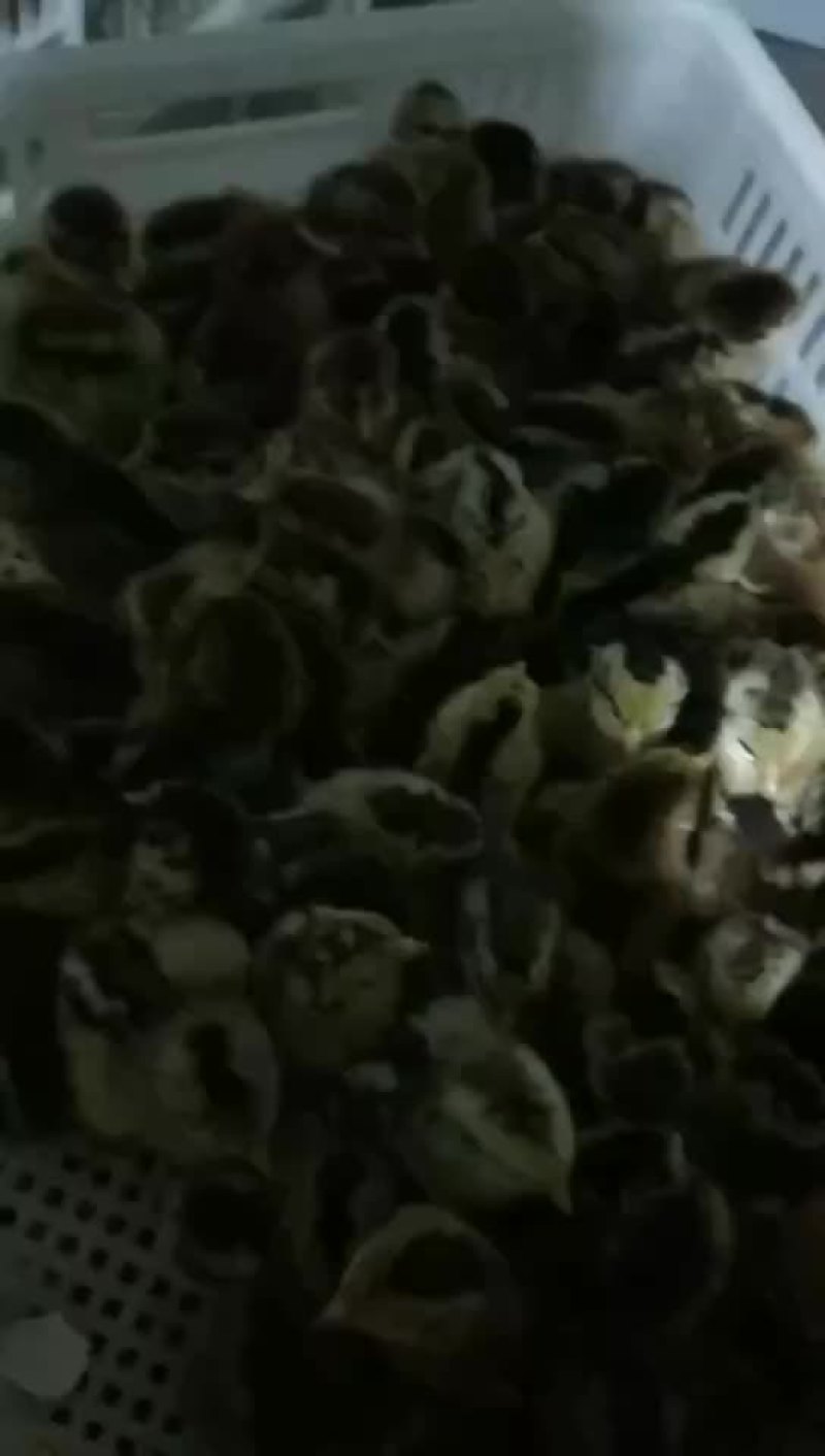 柴鸡苗