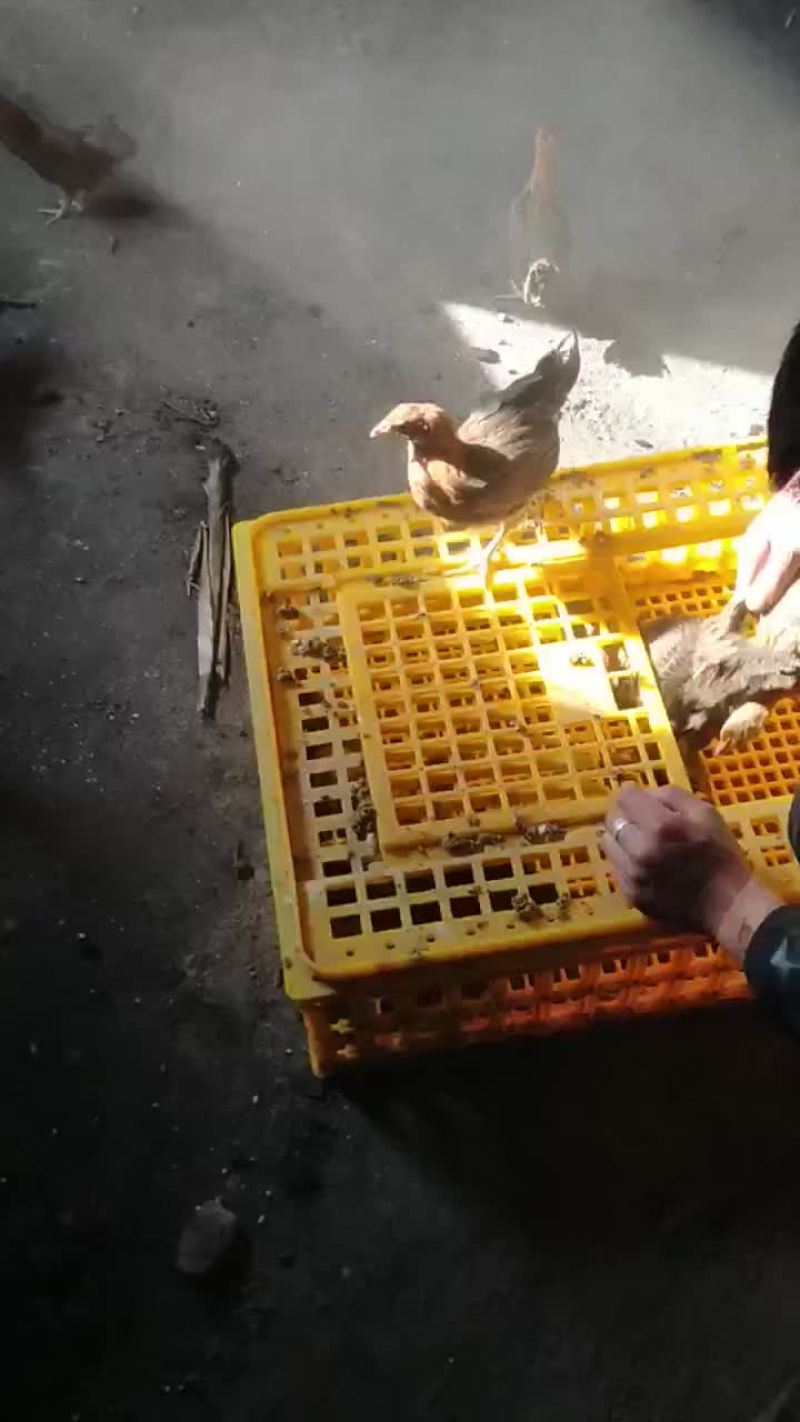 柴鸡苗