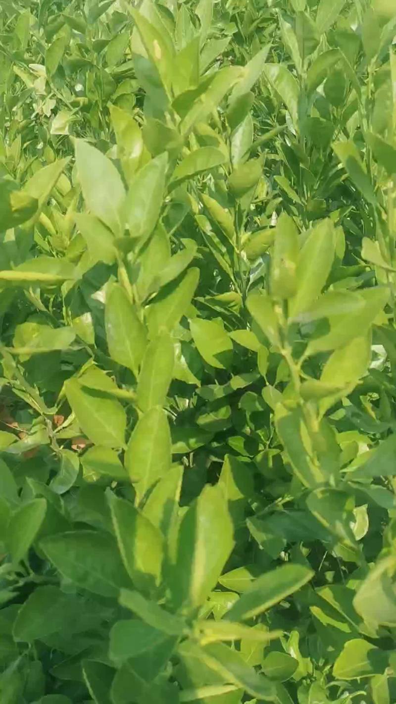 爱媛38、果冻橙、量大从优，物美价廉