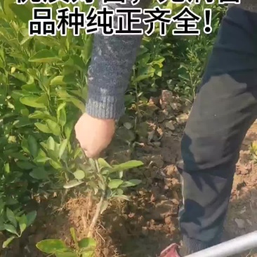 爱媛38、果冻橙、量大从优，物美价廉