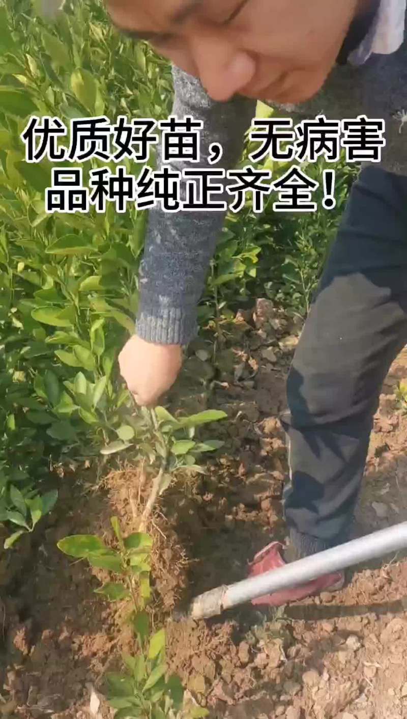 爱媛38、果冻橙、量大从优，物美价廉