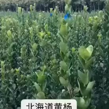 大量出售北海道黄杨50-1米高的