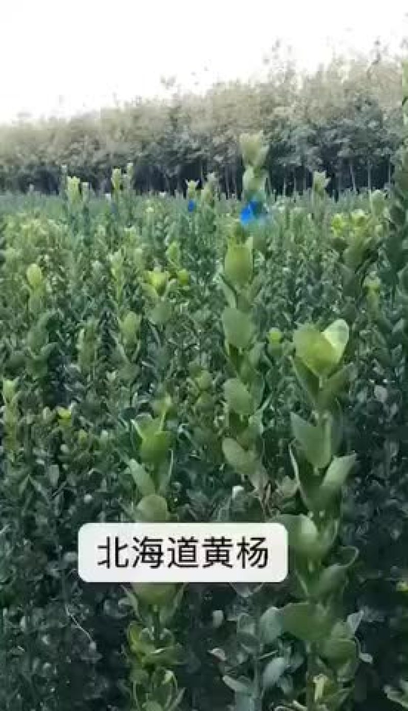 大量出售北海道黄杨50-1米高的