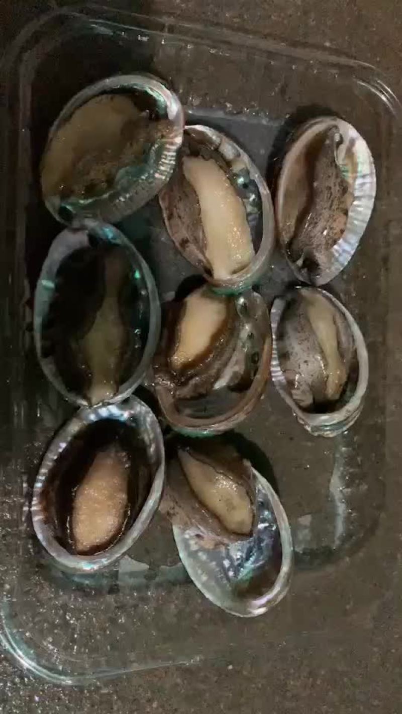 鲍鱼