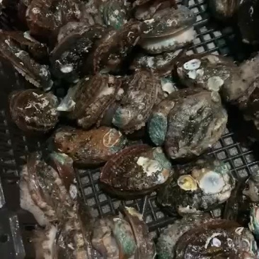 鲍鱼