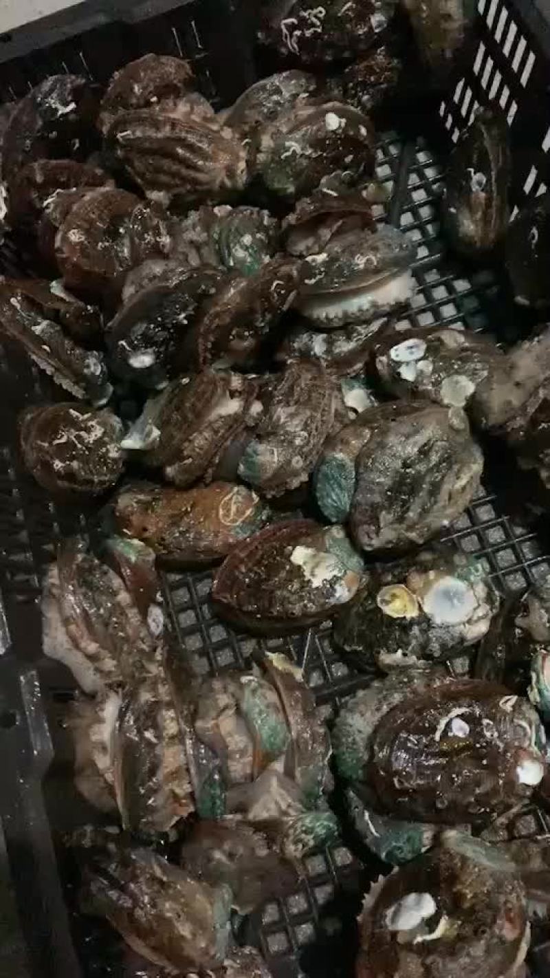 鲍鱼
