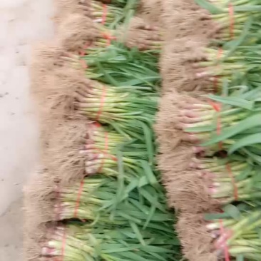 蒜苗