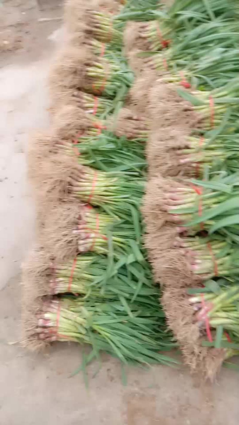 蒜苗