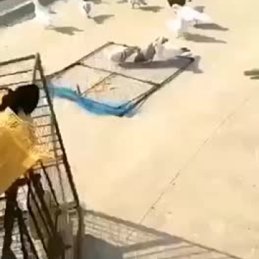 拍网