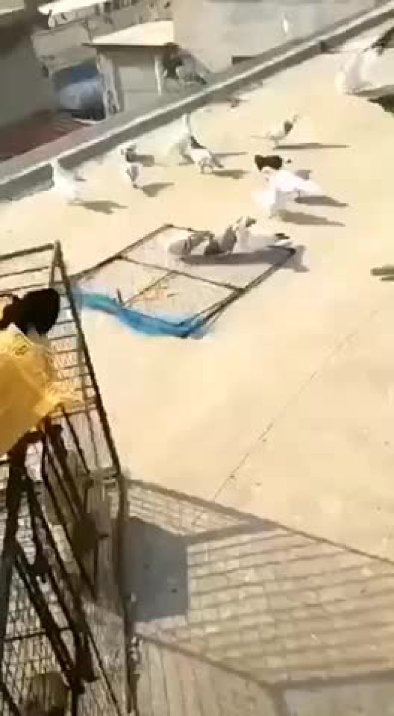 拍网